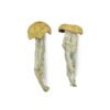 Fo Dawg Magic Mushrooms For Sale