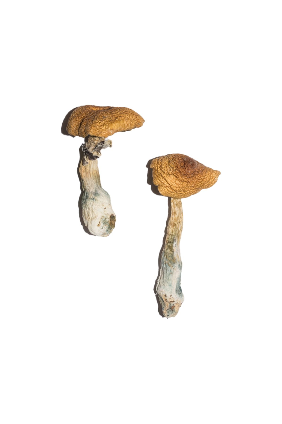 Penis Envy 6 Magic Mushrooms - Image 2