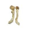 Penis Envy 7 Magic Mushrooms