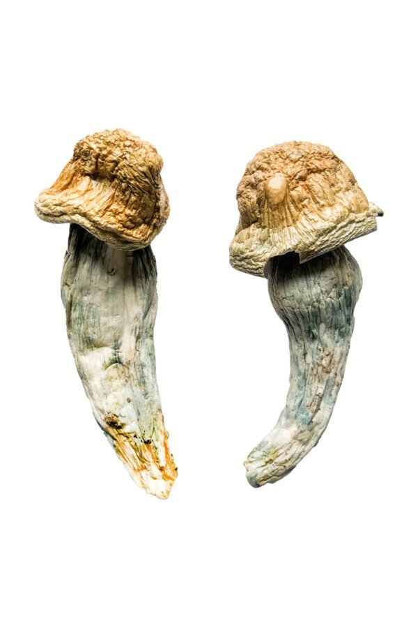 Penis Envy XL Magic Mushrooms - Image 2