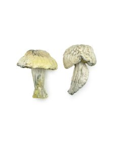Alternative view of Iceberg Magic Mushrooms