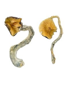 Alternative view of Panama Magic Mushrooms